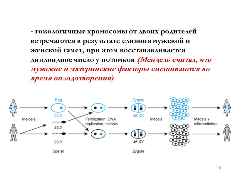 10 - гомологичные хромосомы от двоих родителей встречаются в результате слияния мужской и женской